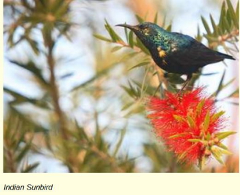 Sunbird.JPG