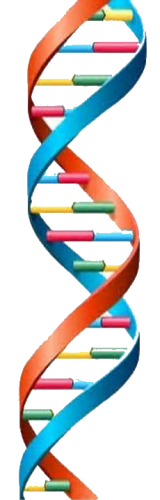 atgc-dna.png