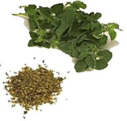 oregano.JPG