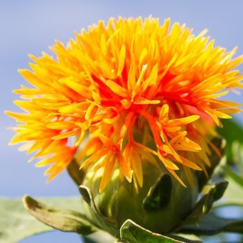 safflower.jpg