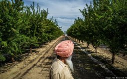 California Sikhs Farming