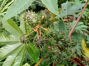 Castor_Bean_Fruit_-_Buah_Jarak_Kepyar_(Ricinus_communis).jpg