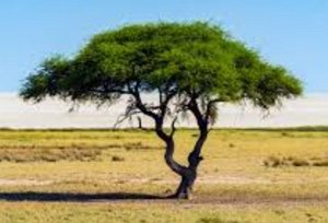 acacia tree.jpg