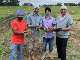 green radishes harvest.jpg