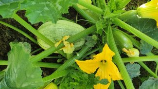 green upclose squash.jpg