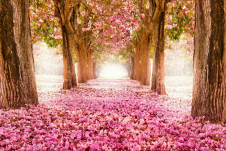 pink trees.png