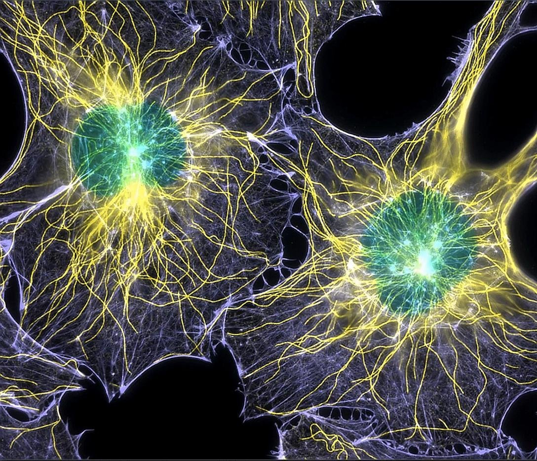 Human Nerve Cells