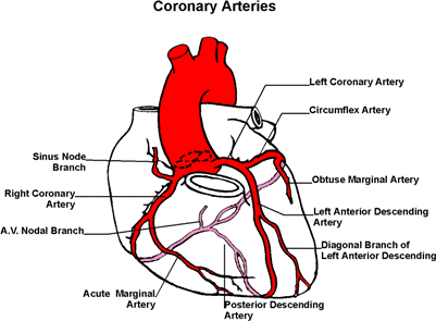 CoronaryArteries (18K)